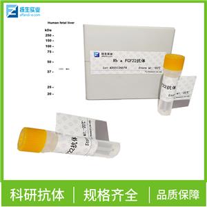 T淋巴细胞膜蛋白3（CD366）抗体