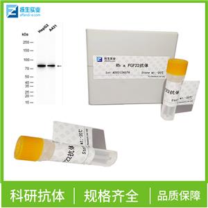 DH5α大肠杆菌菌体蛋白抗体