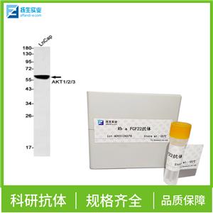 β-连环蛋白/β-连环素/β链接素抗体