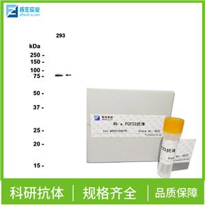 α-s2酪蛋白抗体