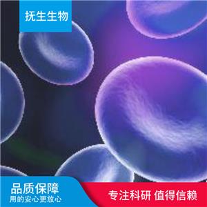 人星型胶质瘤细胞；B2-17[B2-17],B2-17[B2-17]