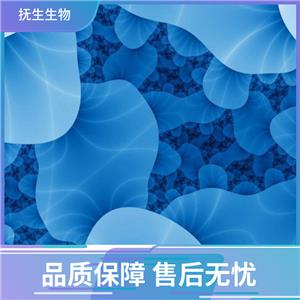 人弥漫大B淋巴瘤细胞；HBL-1,HBL-1