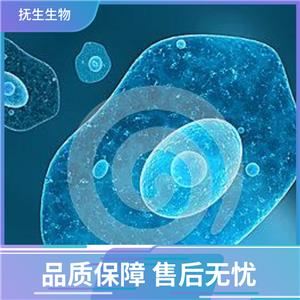 人非霍奇金淋巴瘤；Karpas 422,Karpas 422