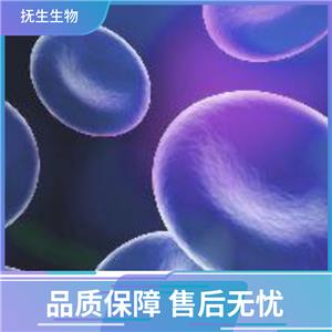 人恶性黑色素瘤细胞+EGFP；A375+EGFP