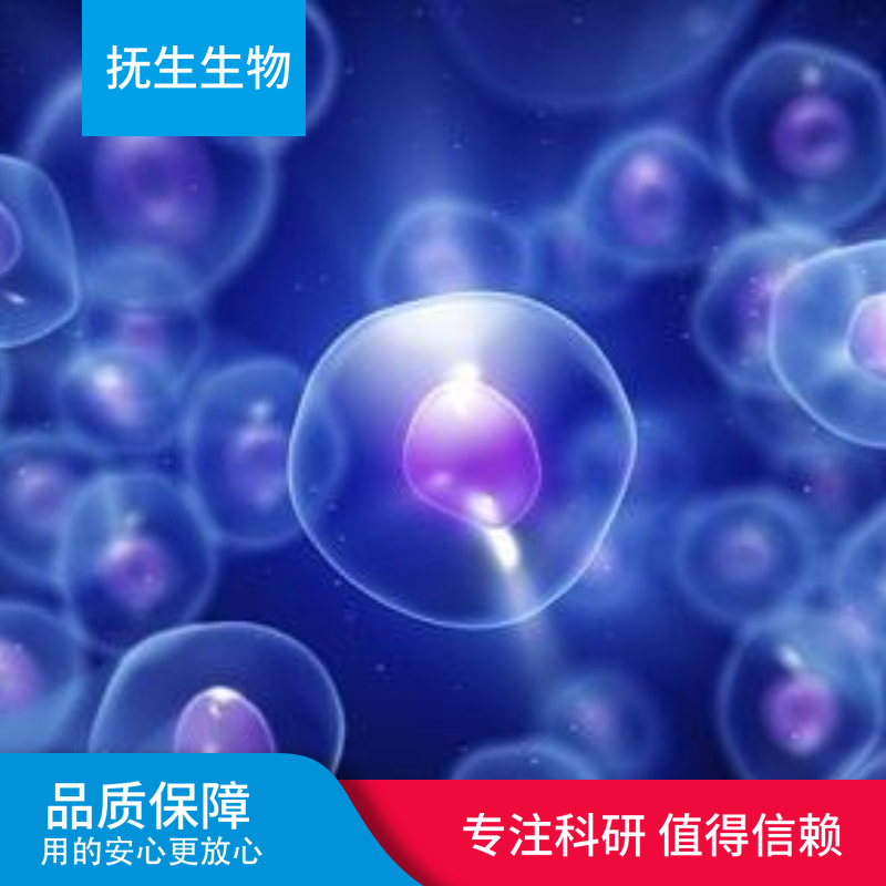 人神经母细胞瘤细胞；sh-sy5y转染突变型,sh-sy5y