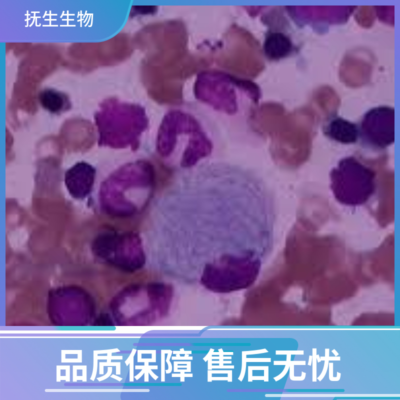 人外周血套细胞淋巴瘤细胞；Mino,Mino