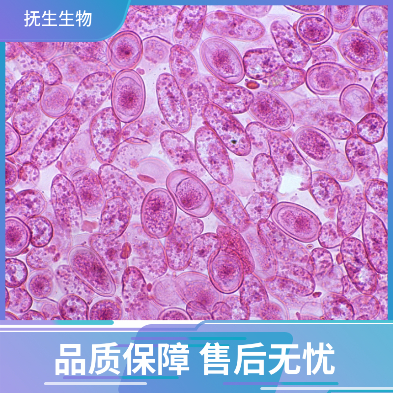 鼻咽癌细胞株带荧光素酶；5-8F/LUC (STR),F/LUC