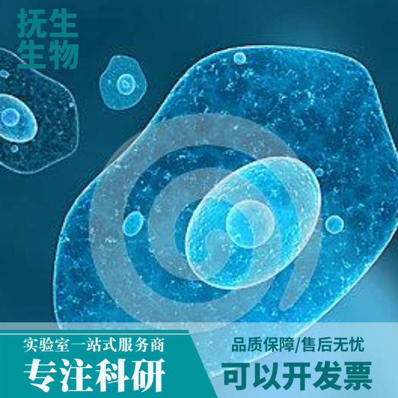 人乳腺导管癌细胞带荧光素酶；BT474/LUC (STR),F/LUC