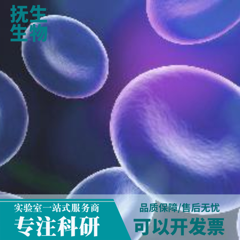 人胃癌细胞（未分化）带荧光素酶；HGC-27/LUC  (STR),143B/RFP