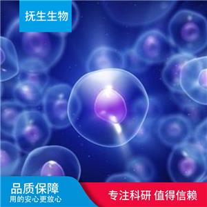 人神经母细胞瘤细胞；sh-sy5y转染突变型,sh-sy5y