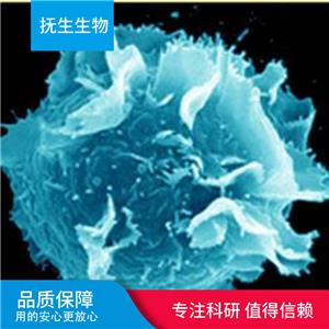 人胆囊癌细胞系；ZJU-0430GBC-SD,ZJU-0430GBC-SD