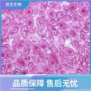 鼻咽癌细胞株带荧光素酶；5-8F/LUC (STR),F/LUC