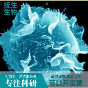 人小细胞肺癌细胞带荧光素酶；NCI-H446/LUC (STR)