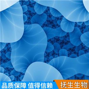 人骨髓基质细胞；HS-5 (STR)