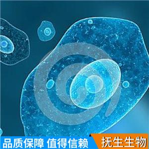 人胰腺癌细胞带荧光素酶；Panc 0813/LUC (STR)