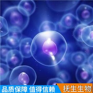 人前列腺癌细胞带荧光素酶；Lncap/LUC (STR),Lncap/LUC