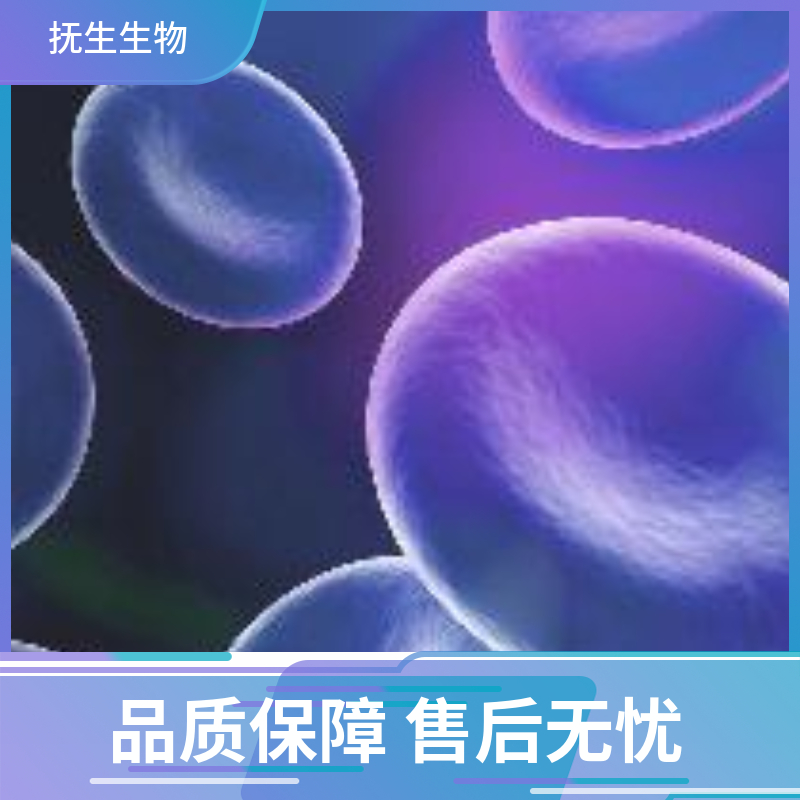 人脑胶质细胞瘤细胞；DBTRG-05MG,DBTRG-05MG