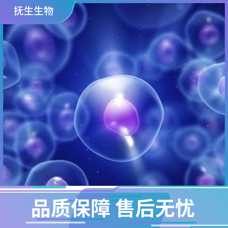 鼠胚成纤维细胞；SYF,SYF