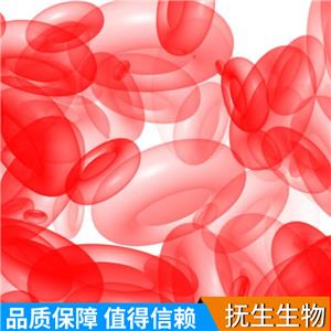 人结肠癌细胞；RKOAS451,RKOAS451