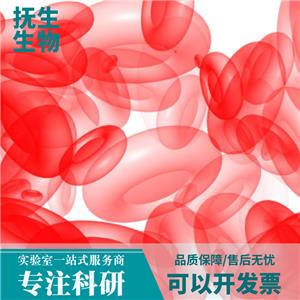 人弥漫大B淋巴瘤细胞；OCI-Ly7,OCI-Ly7