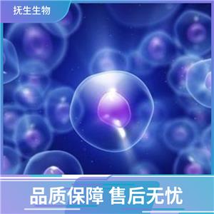 鼠胚成纤维细胞；SYF,SYF