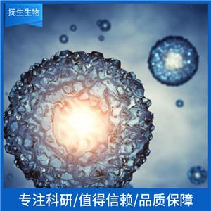 人脑星形胶质细胞永生化；SVG P12,SVG P12