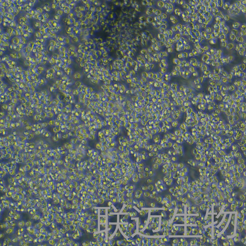 Ana-1细胞（小鼠巨噬细胞种属鉴定正确）LM8C0023,Ana-1