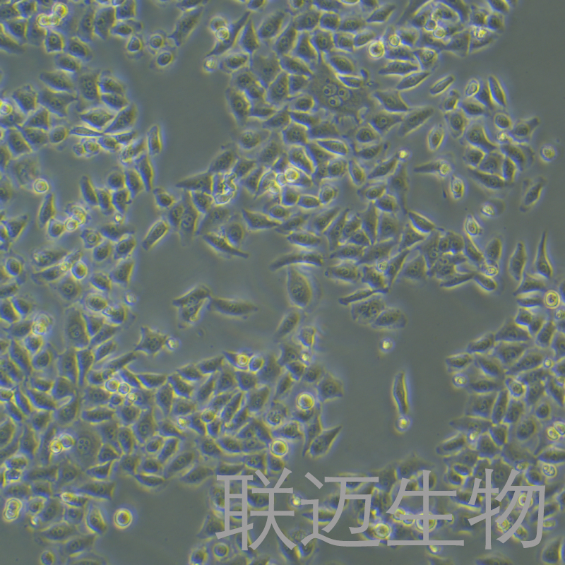 BGC-823细胞（人胃腺癌细胞（低分化））LM8C0033,BGC-823