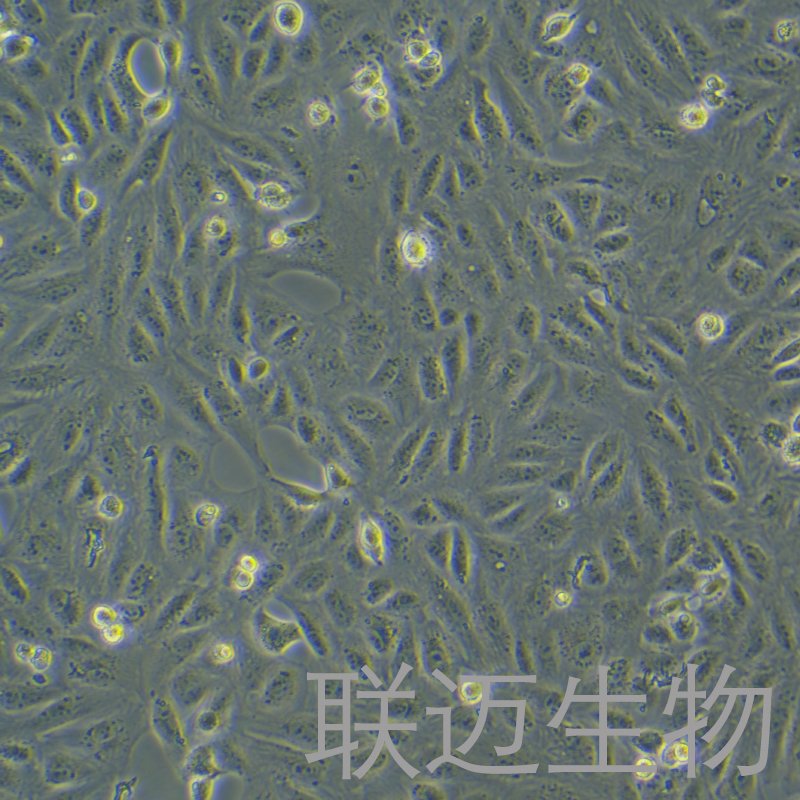 CV-1细胞（非洲绿猴肾细胞）LM8C0490,CV-1