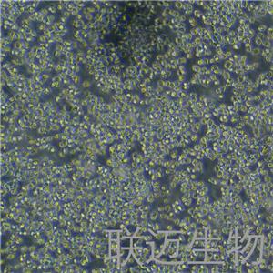 Ana-1细胞（小鼠巨噬细胞种属鉴定正确）LM8C0023,Ana-1