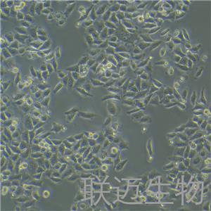 BGC-823细胞（人胃腺癌细胞（低分化））LM8C0033,BGC-823