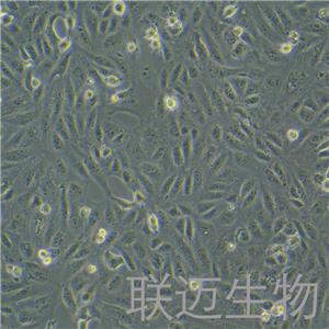 CV-1细胞（非洲绿猴肾细胞）LM8C0490