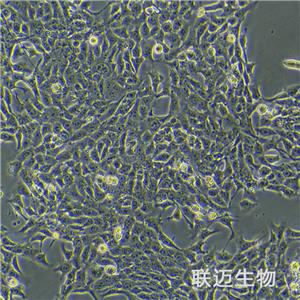 4T1细胞（小鼠乳腺癌细胞）LM8C0007,4T1