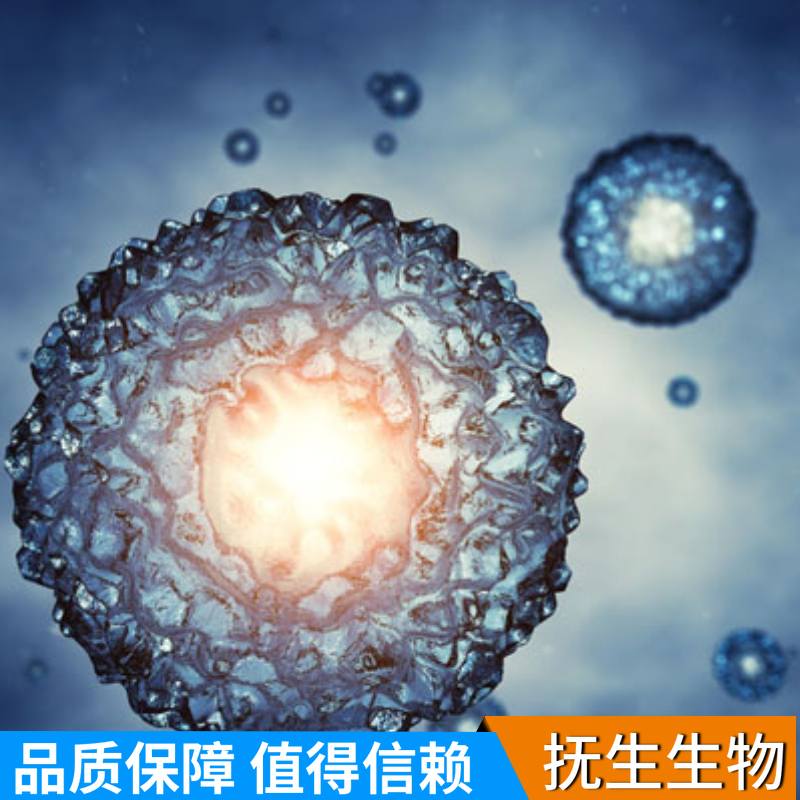 草鱼肾脏细胞；CIK,CIK