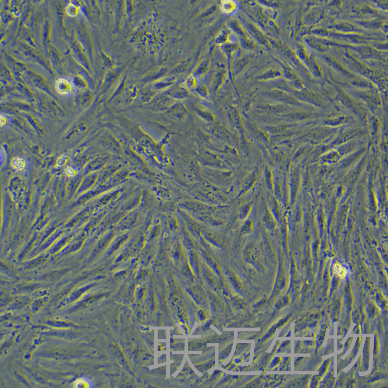 H9c2细胞（大鼠心肌细胞）LM8C0089,H9c2