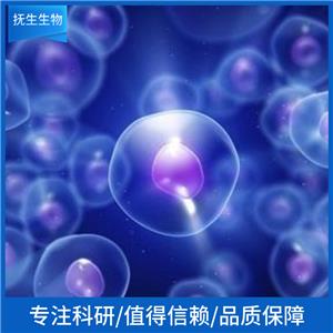 草鱼肾脏细胞；CIK,CIK