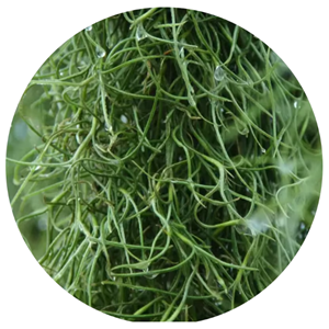 松萝酸提取物,Usnic extract