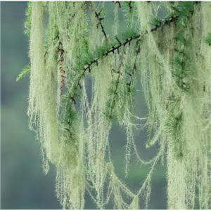 松萝酸提取物,Usnic extract