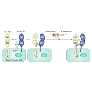 重组人Klotho蛋白