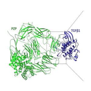 重组小鼠PZP蛋白 | Mouse PZP, 1246-1495aa, His-tag, GST-tag