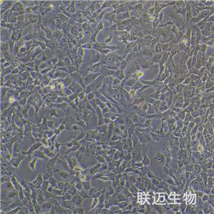 CaES-17细胞（食管癌细胞）LM8C0051