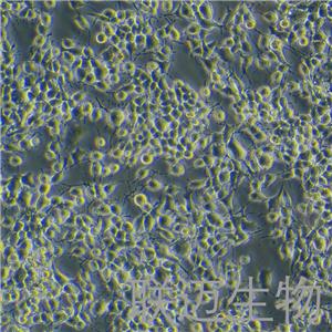 NG108-15[108CC15]细胞（小鼠神经细胞瘤与大鼠神经胶质瘤之融合细胞）LM8C0170