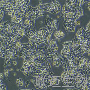 HepG2细胞（肝癌细胞STR鉴定正确）LM8C0103