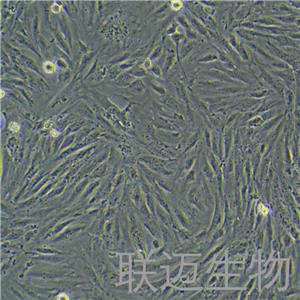 H9c2细胞（大鼠心肌细胞）LM8C0089