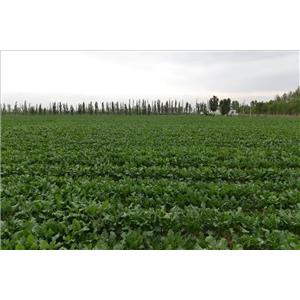 番泻叶提取物,Senna Leaf Extract