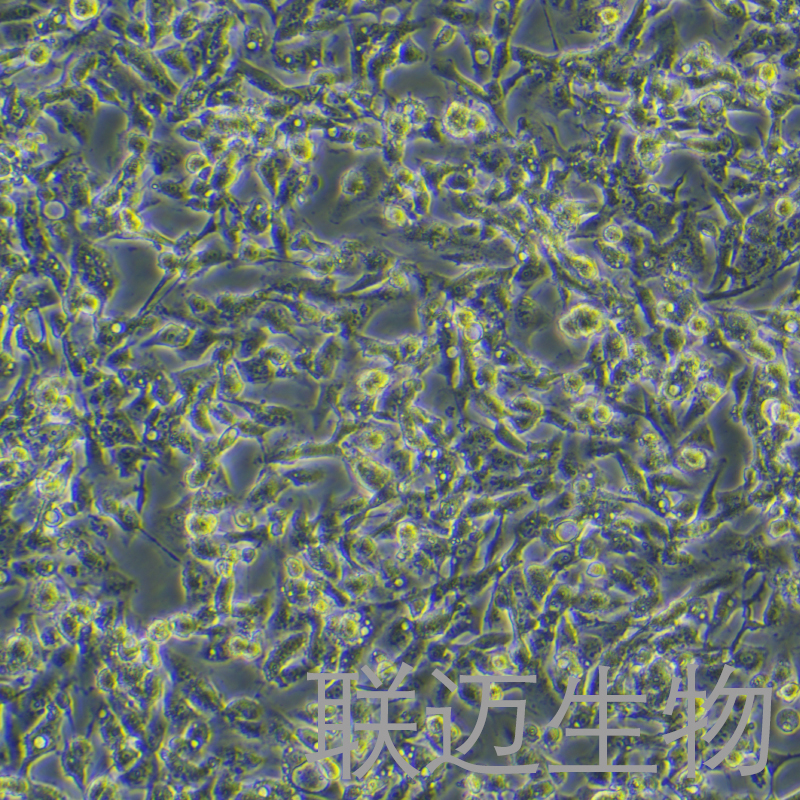 NCI-H1395细胞（肺腺癌细胞STR鉴定正确）LM8C0275,NCI-H1395