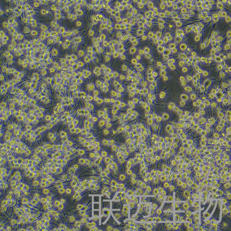 RBL-2H3细胞（大鼠嗜碱性细胞白血病细胞）LM8C0196,RBL-2H3