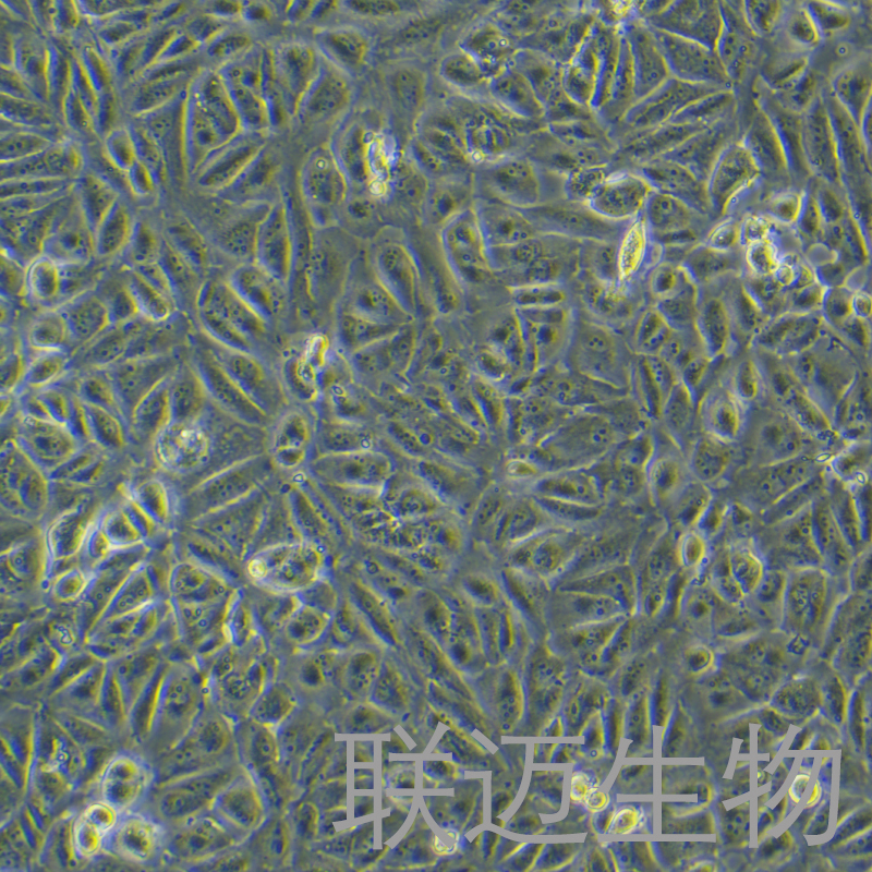 Caki-2细胞（肾透明细胞癌细胞）LM8C0326,Caki-2