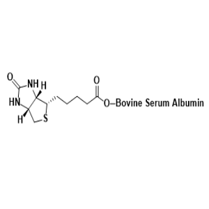 生物素-牛血清白蛋白,Biotin-BSA