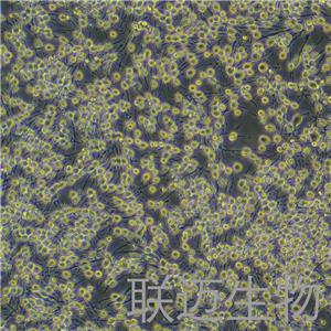 RBL-2H3细胞（大鼠嗜碱性细胞白血病细胞）LM8C0196,RBL-2H3